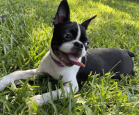 Boston Terrier Puppies for sale in NC-12, North Carolina, USA. price: NA