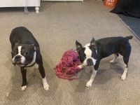 Boston Terrier Puppies for sale in Blackwood, Gloucester Township, NJ 08012, USA. price: NA