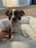 Boston Terrier Puppies for sale in Beaufort, SC, USA. price: NA