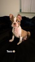 Boston Terrier Puppies for sale in 88 Roosevelt Ave, Carteret, NJ 07008, USA. price: NA