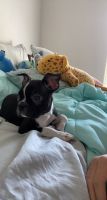 Boston Terrier Puppies for sale in Chandler, AZ, USA. price: NA
