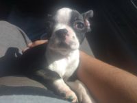 Boston Terrier Puppies for sale in Bigfoot, TX, USA. price: NA