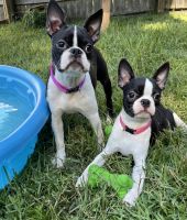 Boston Terrier Puppies for sale in Palm Coast, FL, USA. price: NA