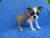 Boston Terrier Puppies for sale in Hacienda Heights, CA, USA. price: NA