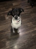 Boston Terrier Puppies for sale in Wauchula, FL 33873, USA. price: NA