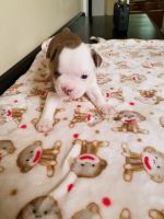 Boston Terrier Puppies for sale in AL-227, Alabama, USA. price: NA