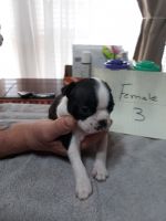 Boston Terrier Puppies for sale in Portland, IN 47371, USA. price: NA