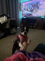 Boston Terrier Puppies for sale in Greeley, CO, USA. price: NA
