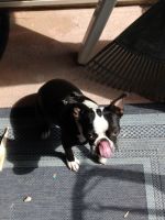Boston Terrier Puppies for sale in North Las Vegas, NV, USA. price: NA