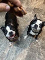 Boston Terrier Puppies for sale in Cleveland, TX, USA. price: NA