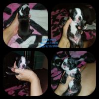 Boston Terrier Puppies for sale in ELEVEN MILE, AZ 85122, USA. price: NA