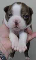 Boston Terrier Puppies for sale in Terrebonne, OR, USA. price: NA