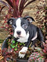 Boston Terrier Puppies for sale in Pillager, MN 56473, USA. price: NA