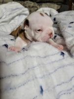 Boston Terrier Puppies for sale in LaBelle, FL 33935, USA. price: NA