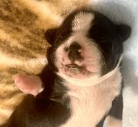 Boston Terrier Puppies for sale in New Albany, IN 47150, USA. price: NA