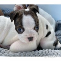 Boston Terrier Puppies for sale in Altamonte Springs, FL 32714, USA. price: NA