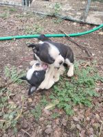 Boston Terrier Puppies for sale in Hico, TX 76457, USA. price: NA