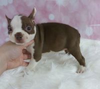 Boston Terrier Puppies for sale in Long Beach, CA, USA. price: NA