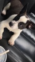Boston Terrier Puppies for sale in Trenton, NJ, USA. price: NA