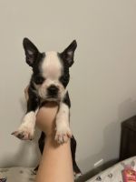 Boston Terrier Puppies for sale in Nicholasville, KY 40356, USA. price: NA