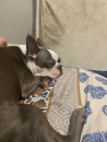 Boston Terrier Puppies for sale in Bronx, NY 10455, USA. price: NA