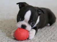 Boston Terrier Puppies for sale in Terrebonne, OR, USA. price: NA