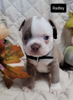 Boston Terrier Puppies for sale in Athens, OH 45701, USA. price: NA