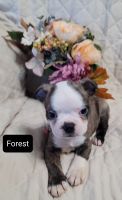 Boston Terrier Puppies for sale in Athens, OH 45701, USA. price: NA
