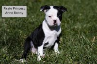 Boston Terrier Puppies for sale in Modesto, CA 95355, USA. price: NA