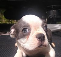 Boston Terrier Puppies for sale in Riley, MI 48041, USA. price: NA