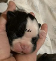 Boston Terrier Puppies for sale in Mt Ida, AR 71957, USA. price: NA
