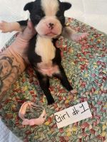 Boston Terrier Puppies for sale in Connersville, IN 47331, USA. price: NA