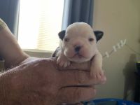 Boston Terrier Puppies for sale in Lamont, CA, USA. price: NA