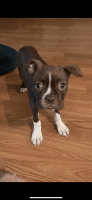 Boston Terrier Puppies for sale in Prosser, WA 99350, USA. price: NA