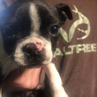 Boston Terrier Puppies for sale in Bloomfield, IN 47424, USA. price: NA