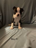 Boston Terrier Puppies for sale in Brooksville, KY 41004, USA. price: NA