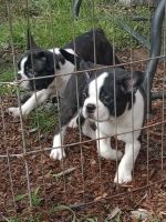 Boston Terrier Puppies for sale in Washington, NH, USA. price: NA