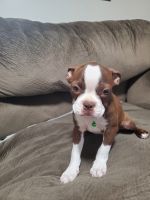 Boston Terrier Puppies for sale in 908 W Lacka Ave, Blakely, PA 18447, USA. price: NA