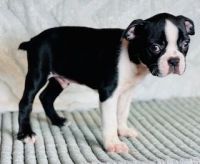 Boston Terrier Puppies for sale in N Tucson Ave, Willcox, AZ 85643, USA. price: NA