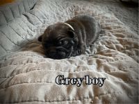 Boston Terrier Puppies for sale in Wrightwood, CA, USA. price: NA