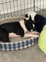 Boston Terrier Puppies for sale in Winter Springs, FL 32708, USA. price: NA