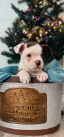 Boston Terrier Puppies for sale in Cincinnati, OH, USA. price: NA