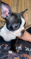 Boston Terrier Puppies for sale in Middletown, NY 10940, USA. price: NA