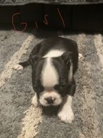 Boston Terrier Puppies for sale in Pickens, SC 29671, USA. price: NA