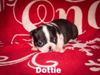 Boston Terrier Puppies for sale in Whittemore, MI 48770, USA. price: NA