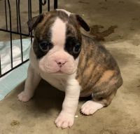 Boston Terrier Puppies for sale in Mt Ida, AR 71957, USA. price: NA