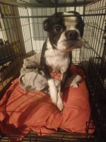 Boston Terrier Puppies for sale in Dacula, GA 30019, USA. price: NA