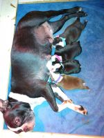 Boston Terrier Puppies for sale in Oneida, TN 37841, USA. price: NA