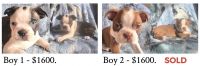 Boston Terrier Puppies for sale in Annapolis, MD, USA. price: NA
