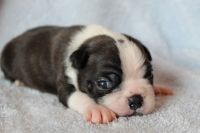 Boston Terrier Puppies for sale in Charles City, IA 50616, USA. price: NA